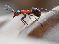 Zoologie: Wie viele Ameisen gibt es auf der Welt?
