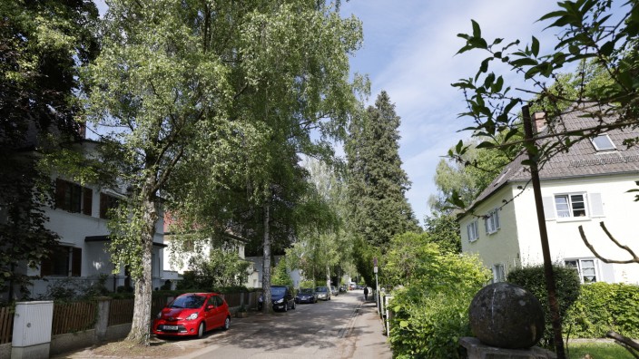 Entscheidung im Moosburger Stadtrat: Größere Bäume in Moosburg werden künftig wieder geschützt - allerdings nicht so konsequent, wie manche sich das wünschen.