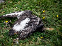 Pandemie bei Wildvögeln: Tote Vögel, verlassene Nester, verhungerte Jungtiere