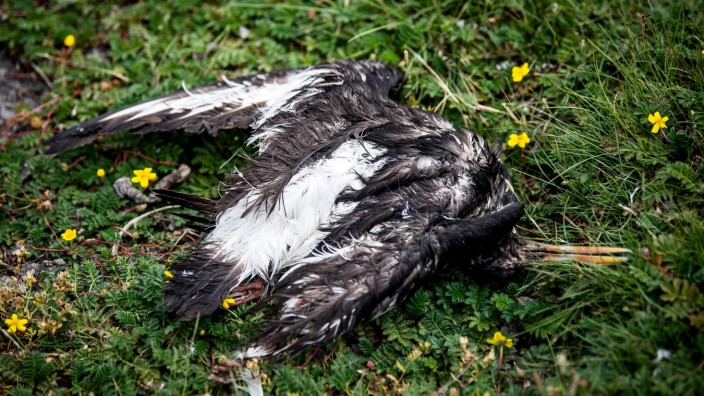 Pandemie bei Wildvögeln: Ein toter Vogel auf der zu Hamburg gehörenden Insel Neuwerk.