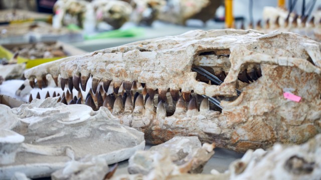 Freizeit: Zähne zeigen: ein Fossil macht es vor.