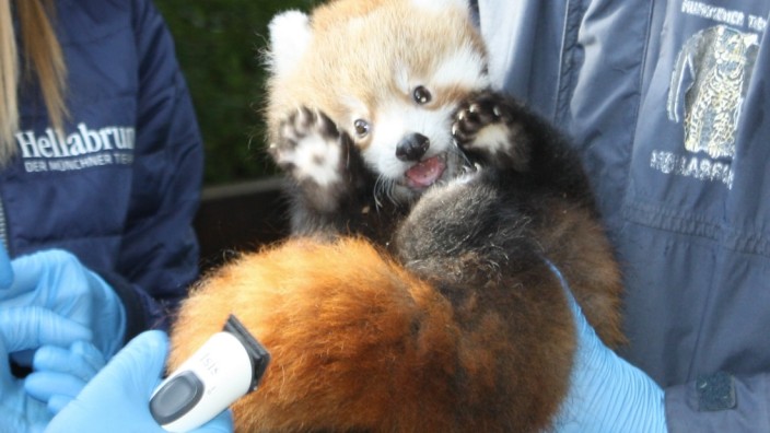 Nachwuchs im Tierpark Hellabrunn: Nicht einverstanden: Einer der beiden Panda-Jungs wehrt sich gegen die tierärztliche Untersuchung.