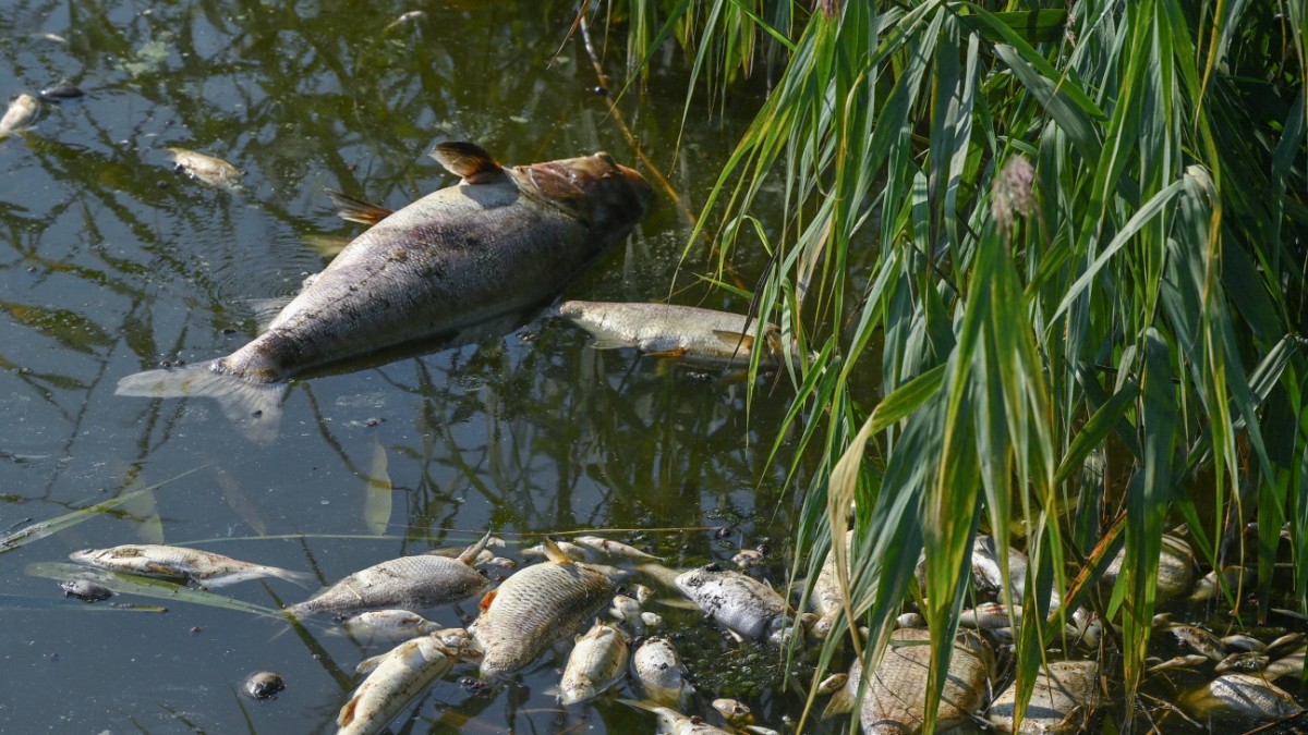 Fish deaths in the Oder: One river, two insights - politics
