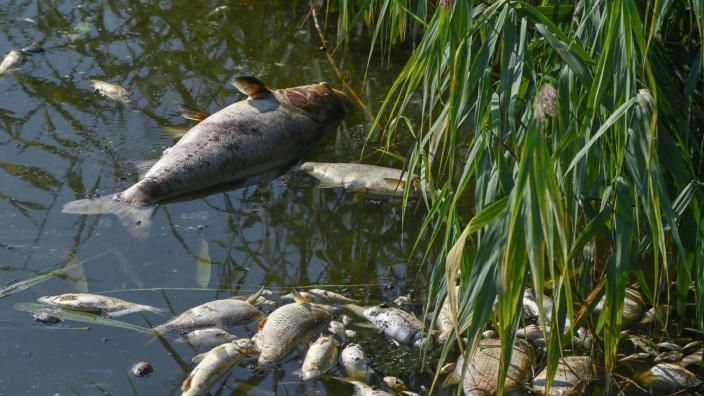 Fischsterben in der Oder: 25 bis 50 Prozent des Fischbestandes in der Oder und ihren Zuflüssen sind tödlich vergiftet worden, schätzt das Brandenburgische Umweltministerium.