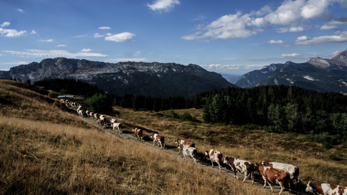Frankreich: Für das AOP-Siegel für französischen Käse gelten strenge Auflagen, zum Beispiel welches Gras die Kühe fressen dürfen. Diese hier grasen in La Clusaz in der Region Auvergne-Rhône-Alpes.