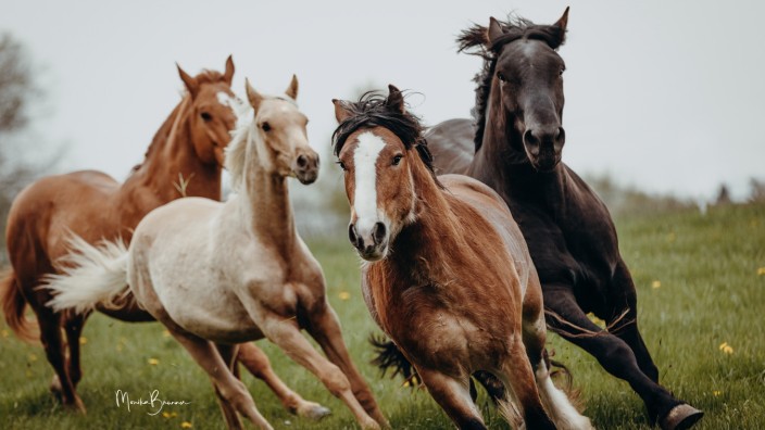 Fotografin mit Spezialgebiet: Pferde im wilden Galopp: Eines der beeindruckenden Tierporträts der Steinhöringer Fotografin Monika Brunner.