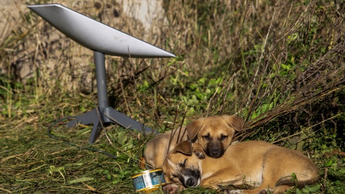 Satellitennetz: Zwei Hunde machen es sich in der Nähe der von ukrainischen Einheiten befreiten Stadt Lyman neben einem Starlink-Terminal bequem.