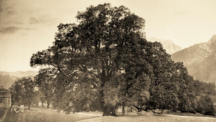 Mitten in Ramsau: Die nachmalige "Hindenburglinde" bei Ramsau, wie sie sich im Jahr 1900 als "große Linde" dem Baumfotografen und Buchautor Friedrich Stützer gezeigt hat. Heute gibt es Farbfotos, ansonsten sieht sie aber nicht viel anders aus.