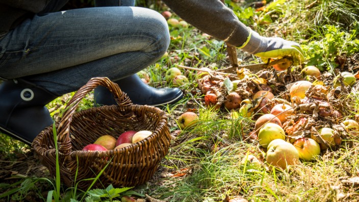 Unter Bayern: Müssen Obstbaumbesitzer bald Wache halten, um noch was von den eigenen Äpfeln abzubekommen?