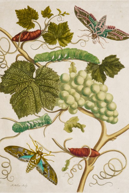 Kunstmessen: Den Original-Kupferstich "Weißer Wein" aus der Reihe "Insekten Surinams", altkoloriert von Maria Sibylla Merian, Amsterdam 1705, hat das Kunstkabinett Strehler aus Sindelfingen im Angebot.