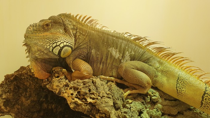 Energiepreise und Inflation: Das grüne Leguan-Männchen "Leopold" lebt seit dem Frühjahr in der Reptilienauffangstation.