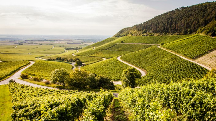 Urlaub in Franken: Mit seinen weitläufigen Weinterrassen ist der Julius-Echter-Berg in Iphofen ein Herzstück des fränkischen Weinbaus, wo man nicht nur hindurchwandern, sondern auch einen historischen Weinberg besichtigen kann.