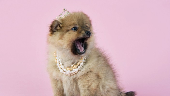 Dog. Pomeranian puppy (10 weeks old) wearing tiara. Also known as Dwarf spitz. PUBLICATIONxINxGERxSUIxAUTxONLY Copyright