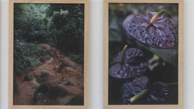 Karlsfeld: Eindrücke aus den brasilianischen Wäldern nahe Petrópolis zeigt sie in der Bilderserie "Aterramento".