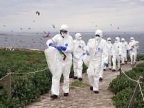 Tierseuchen: Vogelgrippe: Gefährlicher Winter