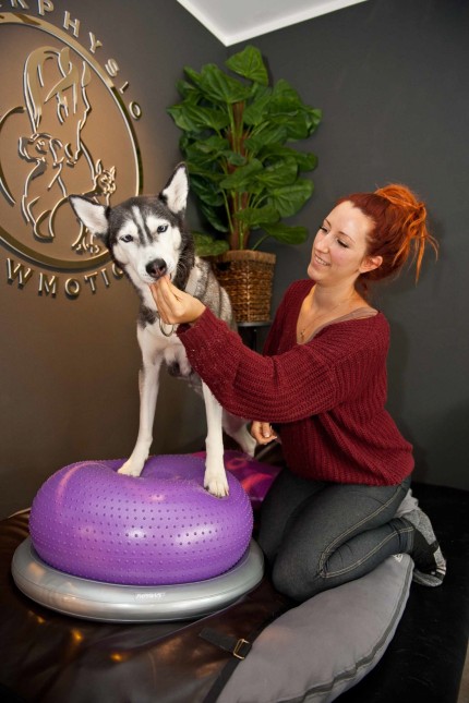 Physiotherapie für Tiere: Balanceakt: Husky-Dame Snowy bekommt dafür ein Leckerli.