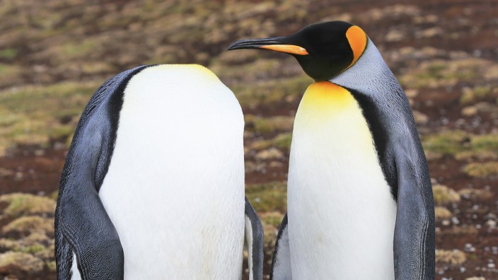 Lustige Tierfotos: Der Kopf wird doch wohl nicht wegretouchiert sein? Nein, Pinguine haben einfach sehr bewegliche Hälse.