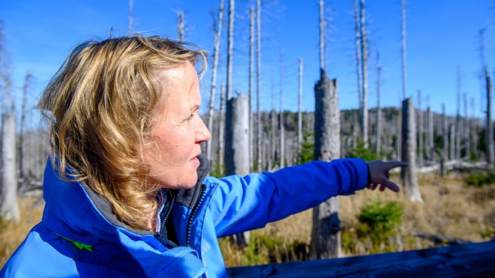 Weltnaturkonferenz in Montréal: Umweltministerin Steffi Lemke (Grüne) im Harz: Mitten im Nationalpark sind viele Bäume abgestorben.