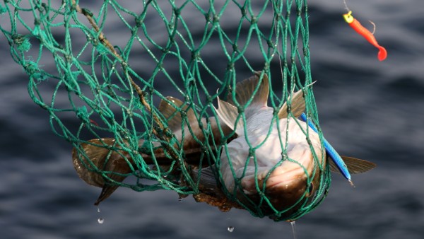 Siegel für nachhaltige Fischerei MSC