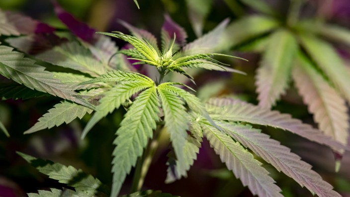 Cannabis: Cannabis soll nach dem Willen der Bundesregierung bald nicht mehr als Betäubungsmittel eingestuft werden.