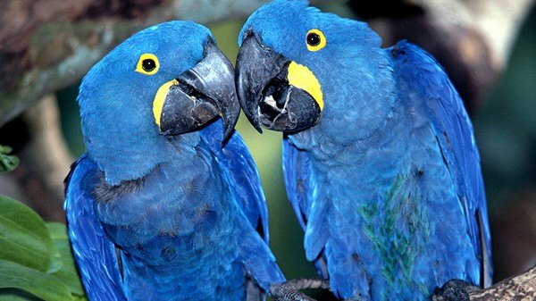 Artenschutz: Zwei Hyazinth-Ara-Papageien kuscheln in den vom Menschen bedrohten Regenwäldern Südamerikas.