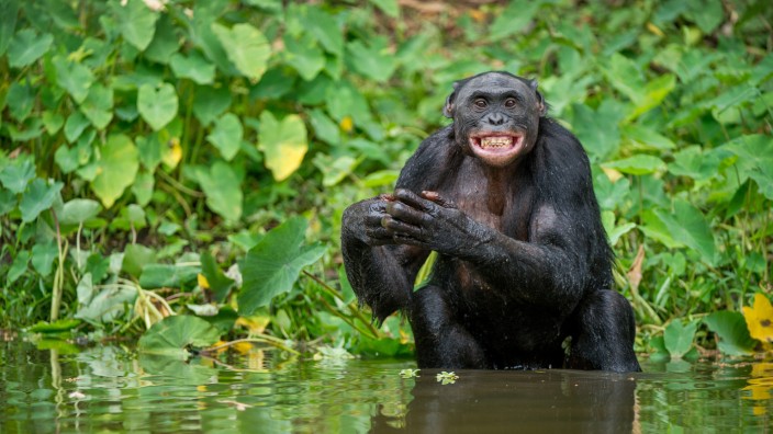 Interview mit Biologin: Für diesen Zwergschimpansen ist das Baden offenbar ein Vergnügen.