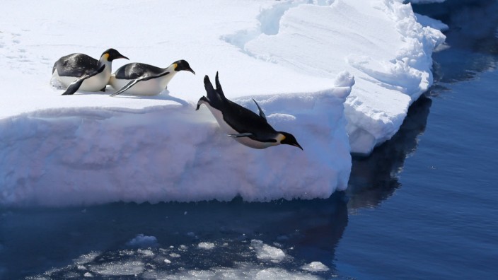 Meeresschutz: Wie schön, oder? Wenn die Menschen wollen, dass Pinguine sich auch weiterhin ins Wasser der Antarktis fallen lassen, sollten sie am besten aufhören, Krill zu fangen. Zum Beispiel.
