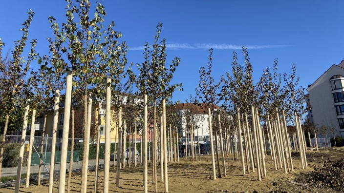 Inflation: Für jedes Baby, das seit 2021 in Kirchheim geboren wurde, ist bereits ein Baum gepflanzt - insgesamt 318 an der Zahl.