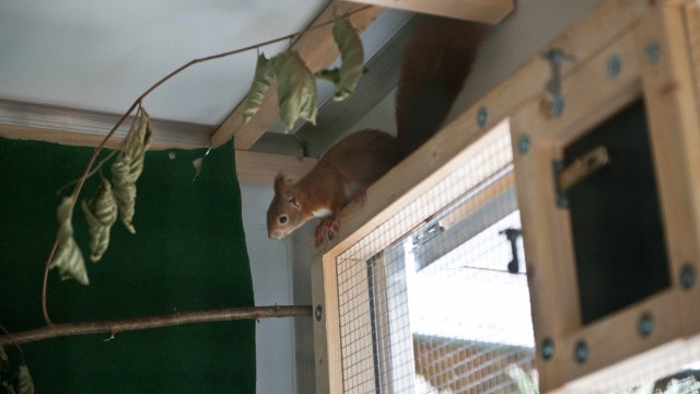 Tierschutz: Die mobile Voliere ist ein umgebauter Anhänger mit allerlei Ästen, Seilen und Balken zum Klettern für die Eichhörnchen.