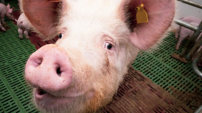 Tierhaltung im Landkreis: Es wird eng: Die hohen Energiekosten treffen die Schweinehalter im Landkreis besonders