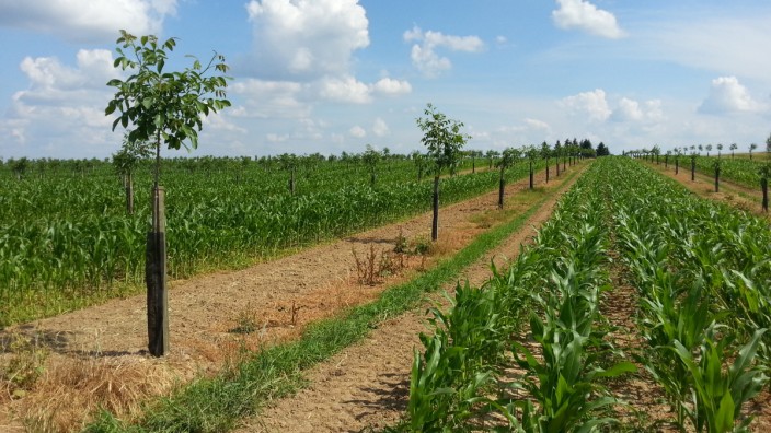 Forschung in Weihenstephan: Bäume zwischen Maisfeldern: Agroforstsysteme wie hier in Niederbayern bei Kelheim könnten künftig zu einem alltäglichen Anblick werden.