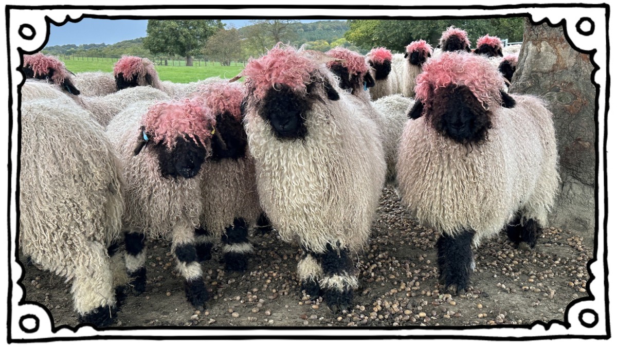 UK: Pink Sheep – Panorama