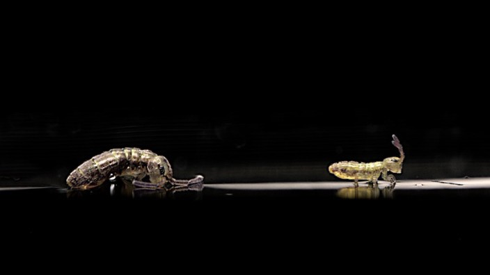 Zoologie: Springschwänze leben auf der Wasseroberfläche; bevor sie springen, krümmen sie sich über einen Tropfen.