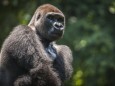 Westlicher Flachlandgorilla Gorilla gorilla gorilla Männchen captive Primate Sanctuary Limbe