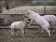 SUS SCROFA DOMESTICA Free range Domestic pig Sus scrofa domesticus piglets play fighting UK Augu