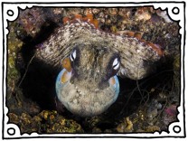 SZ-Kolumne „Bester Dinge“: Umwerfende Tintenfische