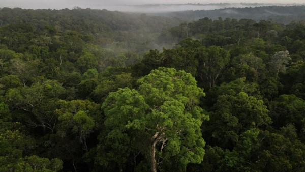 An aerial view shows trees as the sun rises at the Amazon rainforest in Manaus
