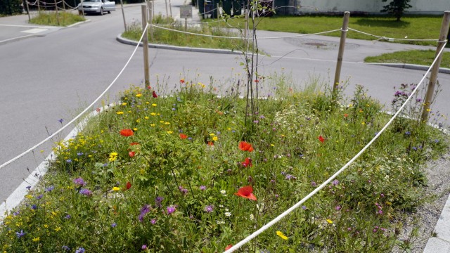 Heinz-Sielmann-Stiftung in Bad Tölz: Mehr als 100 Blühflächen für Schmetterlinge und andere Insekten hat Bad Tölz im Stadtgebiet angelegt, wie hier nahe der Südschule.