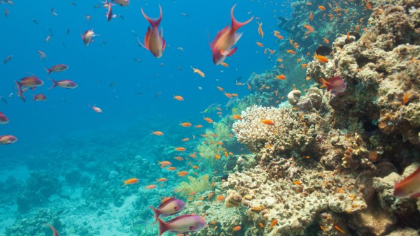 Ein Korallenriff im Roten Meer. Korallen leiden stark unter der Erwärmung der Ozeane.