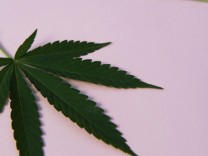 Cannabis-Legalisierung: “Der Hanf ist einfach eine geile Pflanze”