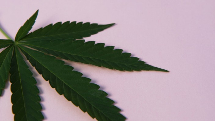 Cannabis-Legalisierung: Die Bundesregierung will den Cannabis-Konsum legalisieren. Seit die Pläne bekannt sind, wird spekuliert, ob sich damit auch den Bauern ein neues Geschäftsfeld eröffnen könnte.