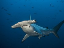 Weltartenschutz-Konferenz in Panama: Viele Haie stehen jetzt unter Schutz