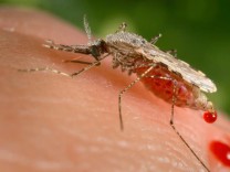 Afrika: Invasive Moskito-Art erhöht Malaria-Risiko