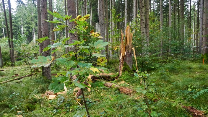 Ökologischer Umbau: Im Ebersberger Forst ist der Waldumbau in vollem Gange. Wo Fichten Stürmen oder Schädlingen zum Opfer gefallen sind, werden sie durch Laubbäume ersetzt.