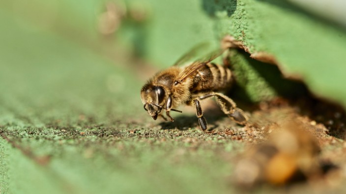 Naturschutz: Zweifelsfrei systemrelevant: die Biene.