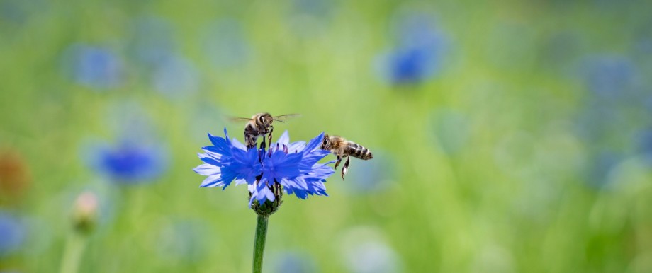 Biodiversität: Blumen und Bienchen: Einer Studie zufolge ist in Deutschland die für Vögel oder Igel fressbare Biomasse an Insekten zuletzt drastisch gesunken.