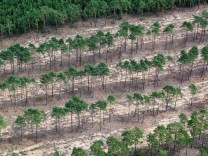 SZ-Klimakolumne: Wenn du nicht mehr weiter weißt, pflanze einen Baum