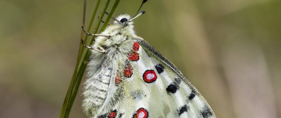 Biodiversität: Ein Apollofalter. Der Schmetterling ist in Europa stark bedroht. Die Art des Wirtschaftens gefährde die Biodiversität, kritisiert ein Bündnis und stellt Forderungen.