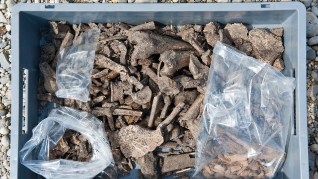 Ausgrabungen in Pliening: Auch menschliche Knochen werden in Pliening immer wieder ausgegraben, im Ortsteil Landsham wurde sogar ein frühmittelalterlicher Friedhof gefunden.