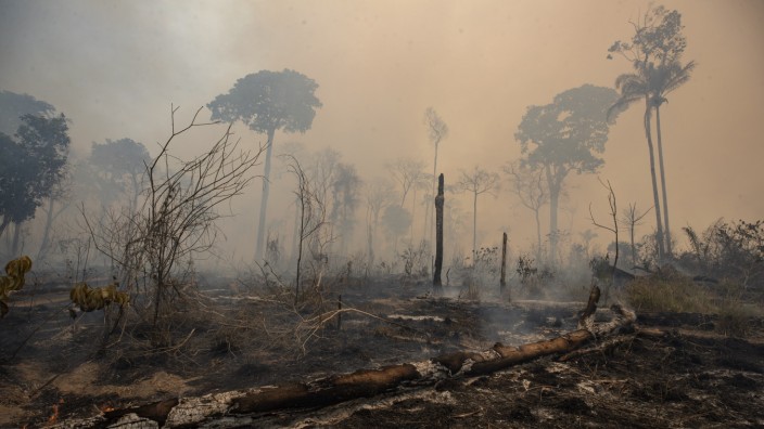 Weltnaturkonferenz: Länder wie Brasilien fordern viel Geld, damit sie artenreiche Lebensräume wie den tropischen Regenwald nicht weiter zerstören.
